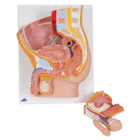 Male Pelvis Model in Median Section, 2 part - 3B Scientific