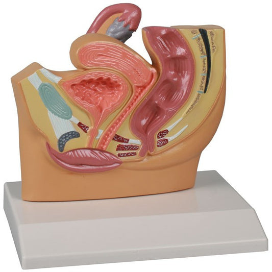 Female Pelvis Section - Reduced Size