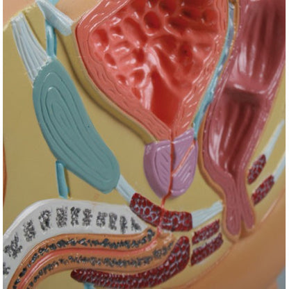 Male Pelvis Section - Reduced Size