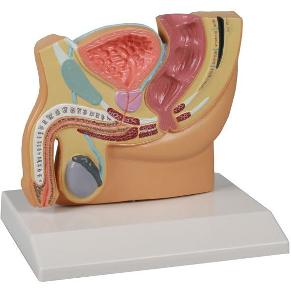 Male Pelvis Section - Reduced Size