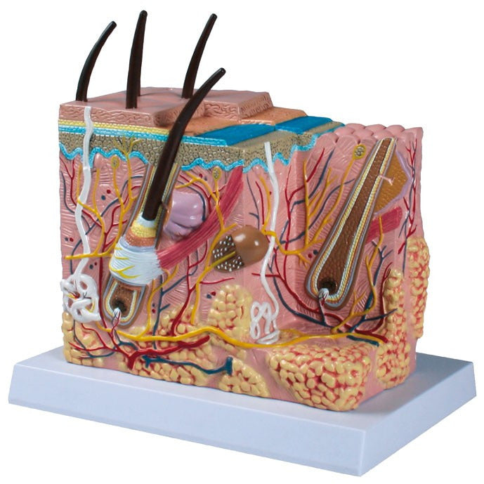 Skin Block Example Skin Block Model – Medisave UK
