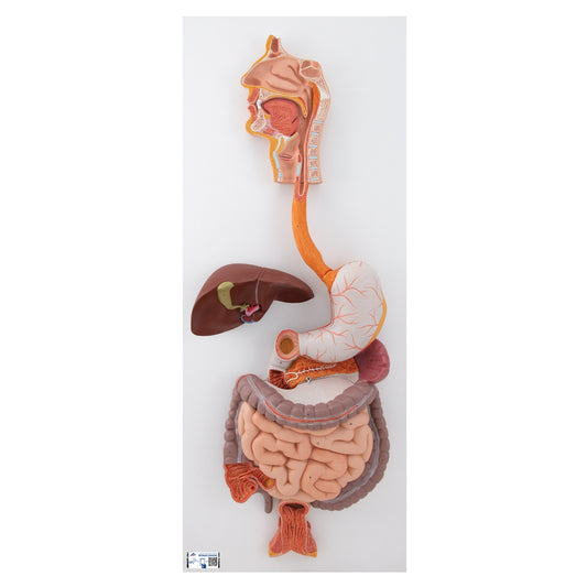 Human Digestive System Model, 3 part - 3B Scientific