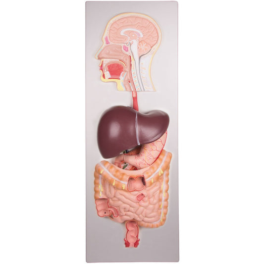 Erler Zimmer Human Digestive System - 5 Parts - 
