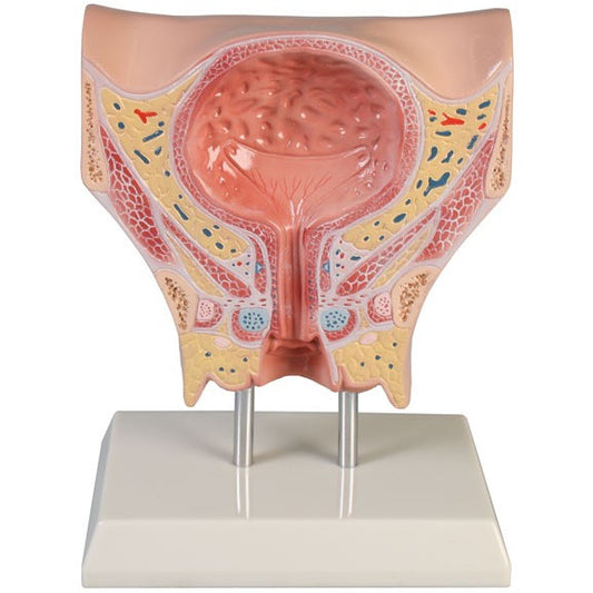 Female Bladder Model