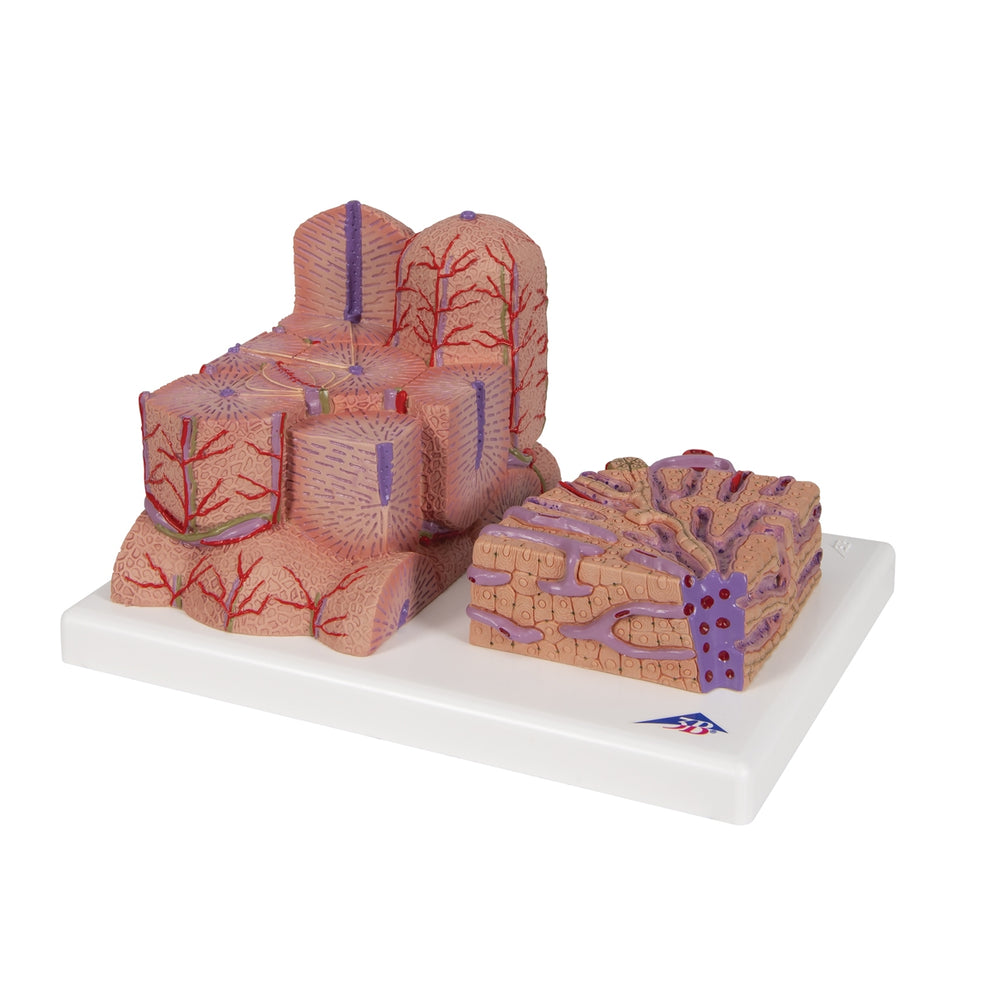 3B MICROanatomy™ Liver Model – Medisave UK