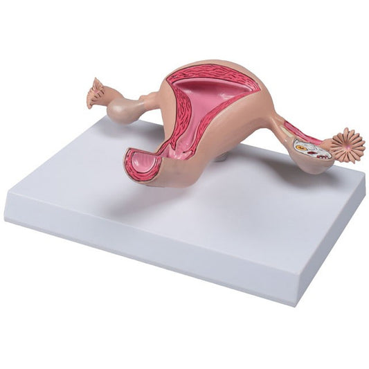 Uterus Model