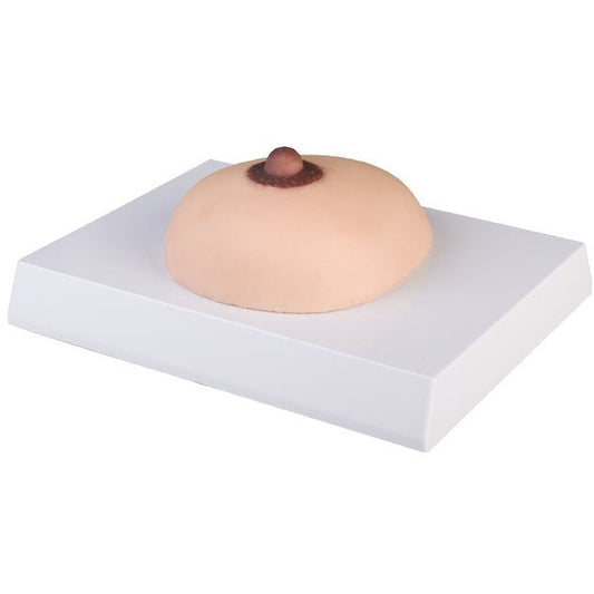 Breast Cancer Palpation Model