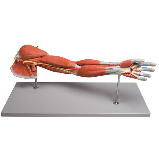 Arm Muscles Model - 7 Parts