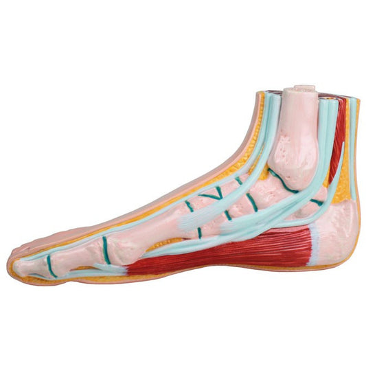 Foot Model - Life-Size