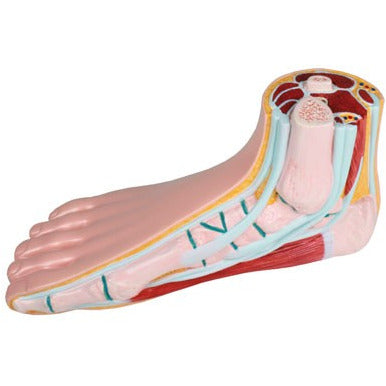 Foot Model - Life-Size