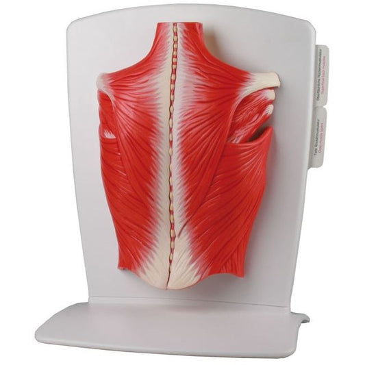 Back Muscle Model - 4 Part