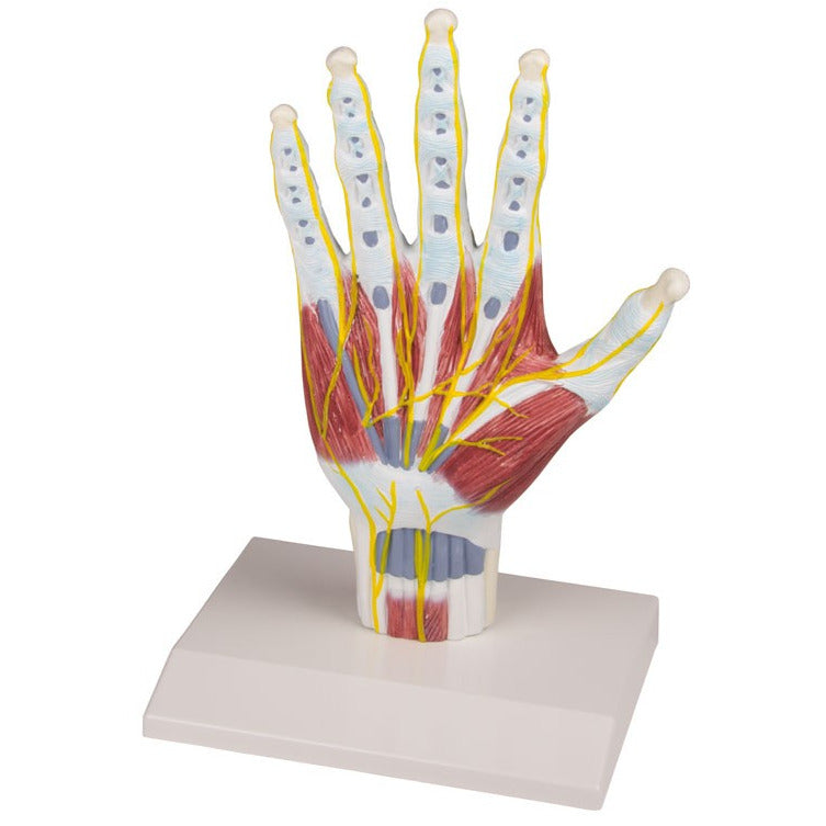 Hand Structor Hand Anatomy Structure Model - Life-Size – Medisave UK