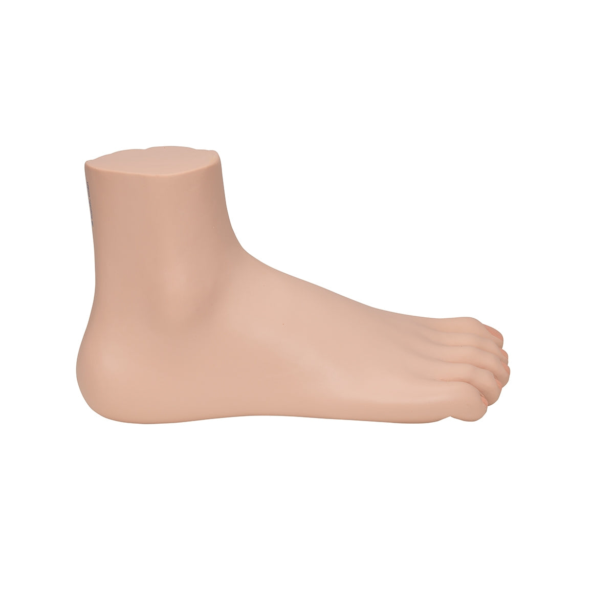 Normal Foot Model – Medisave UK