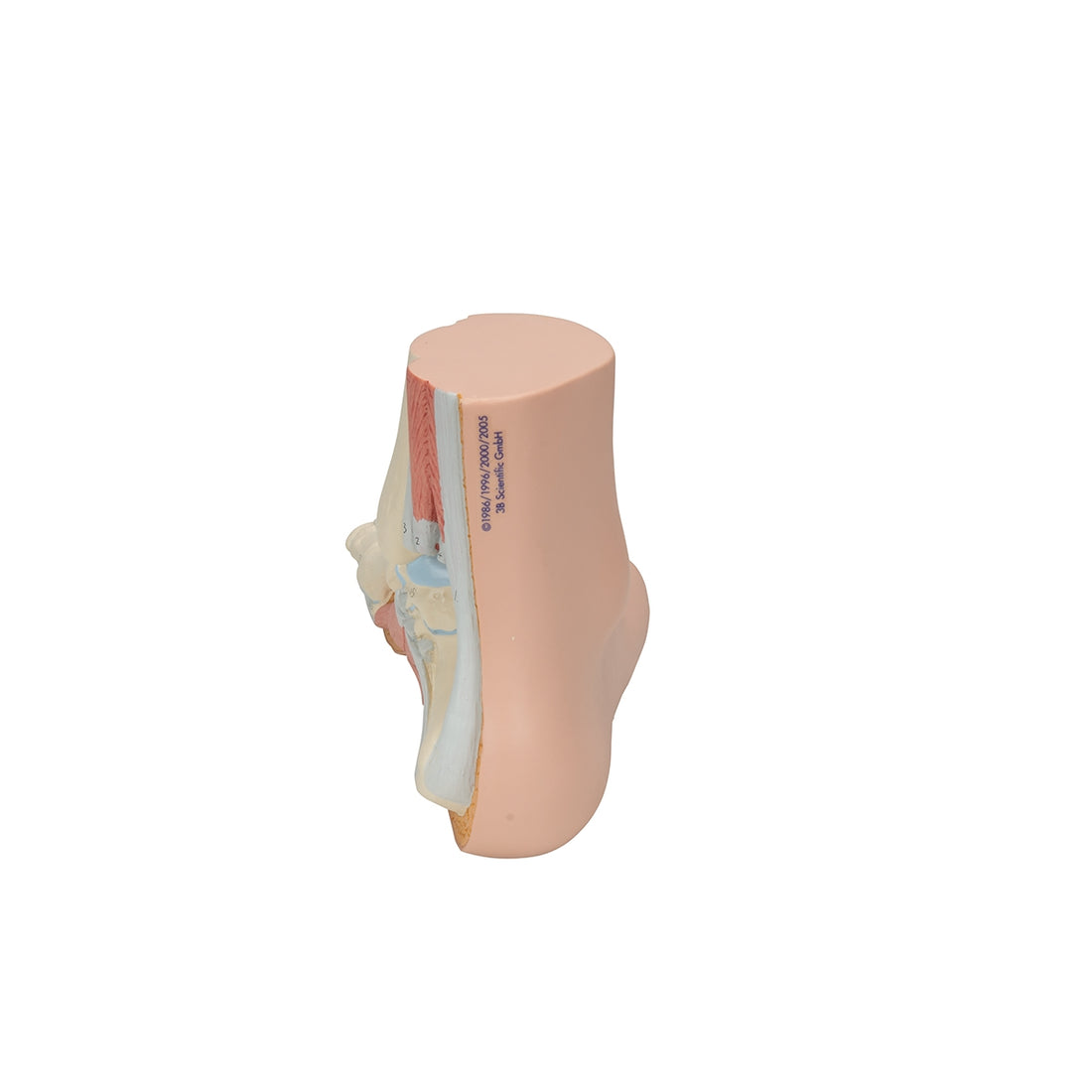 Normal Foot Model – Medisave UK