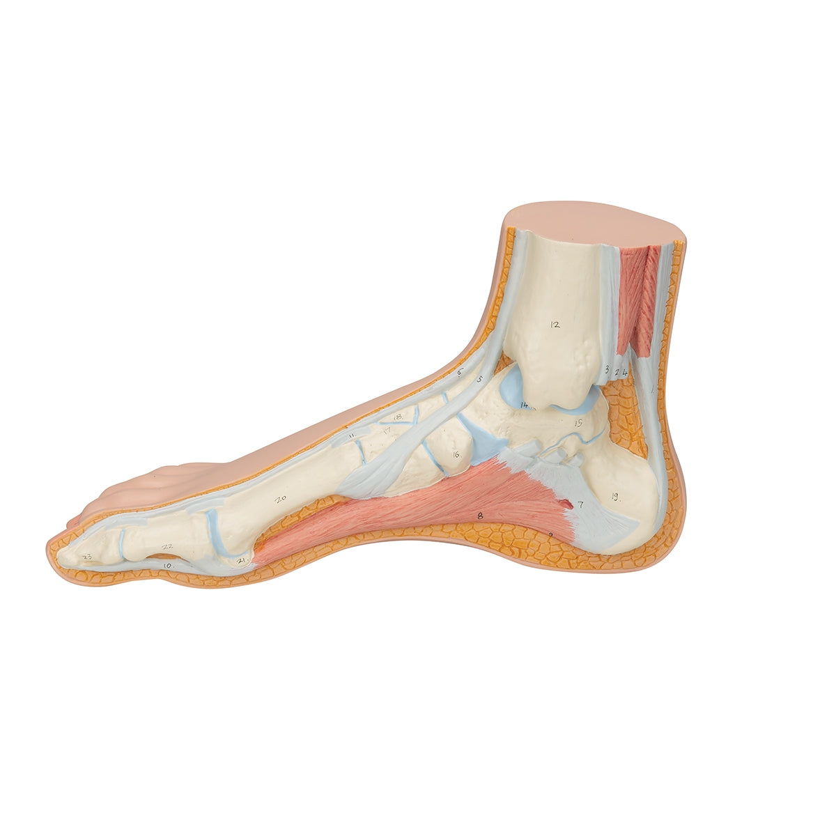 Normal Foot Model – Medisave UK