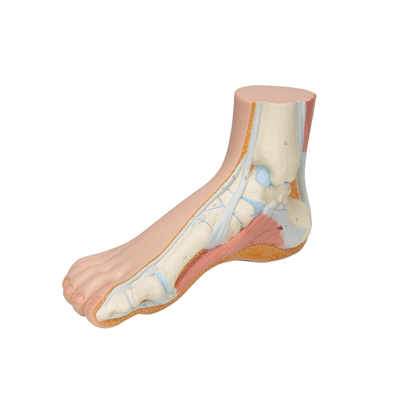 Normal Foot Model – Medisave UK