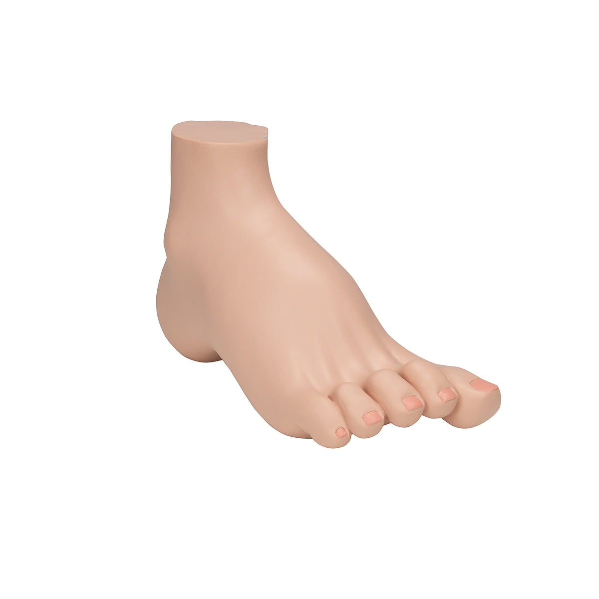 Hollow Foot (Pes Cavus) Model - 3B Scientific