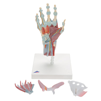 Hand Skeleton Model with Ligaments & Muscles