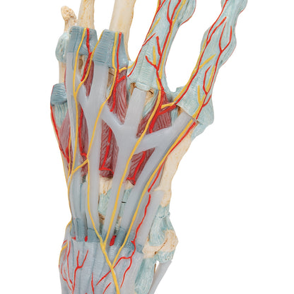 Hand Skeleton Model with Ligaments & Muscles