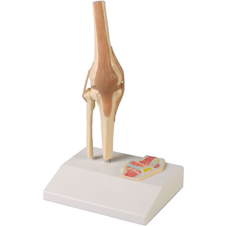 Miniature Knee Joint with Cross Section - Erler Zimmer