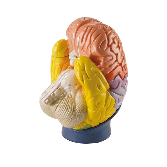 Regional Brain - 4-Part - 2 Times Life-Size - Erler Zimmer