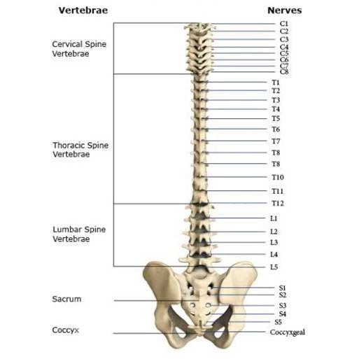 Vertebrae Numbers In Spine