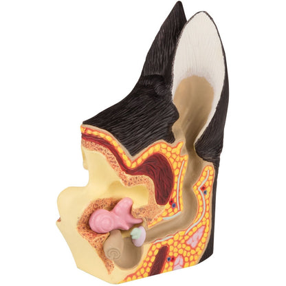 Canine Ear Healthy/Diseased - Erler Zimmer