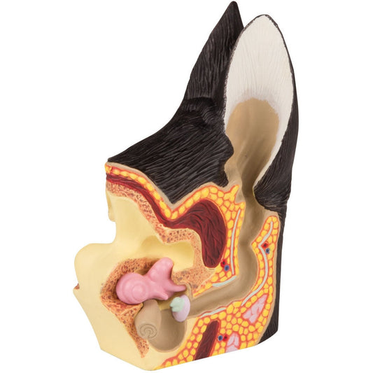 Canine Ear Healthy/Diseased - Erler Zimmer