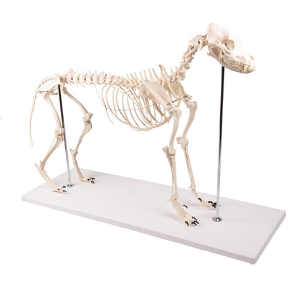 Dog Skeleton life size