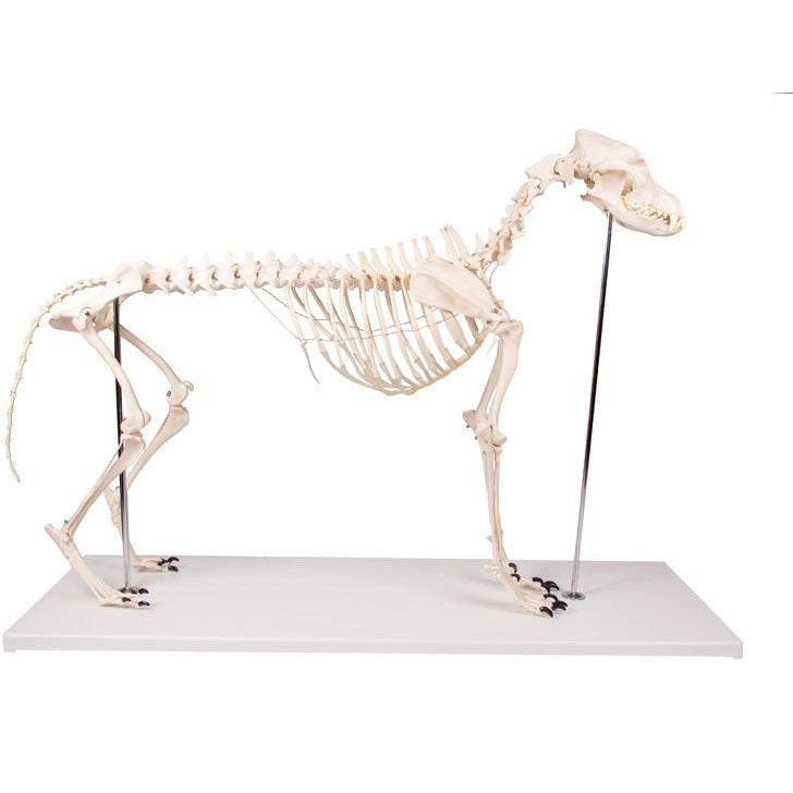 Dog Skeleton life size - Erler Zimmer