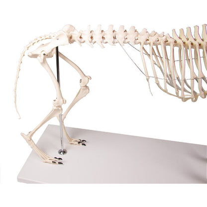 Dog Skeleton life size - Erler Zimmer