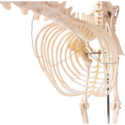 Dog Skeleton life size - Erler Zimmer