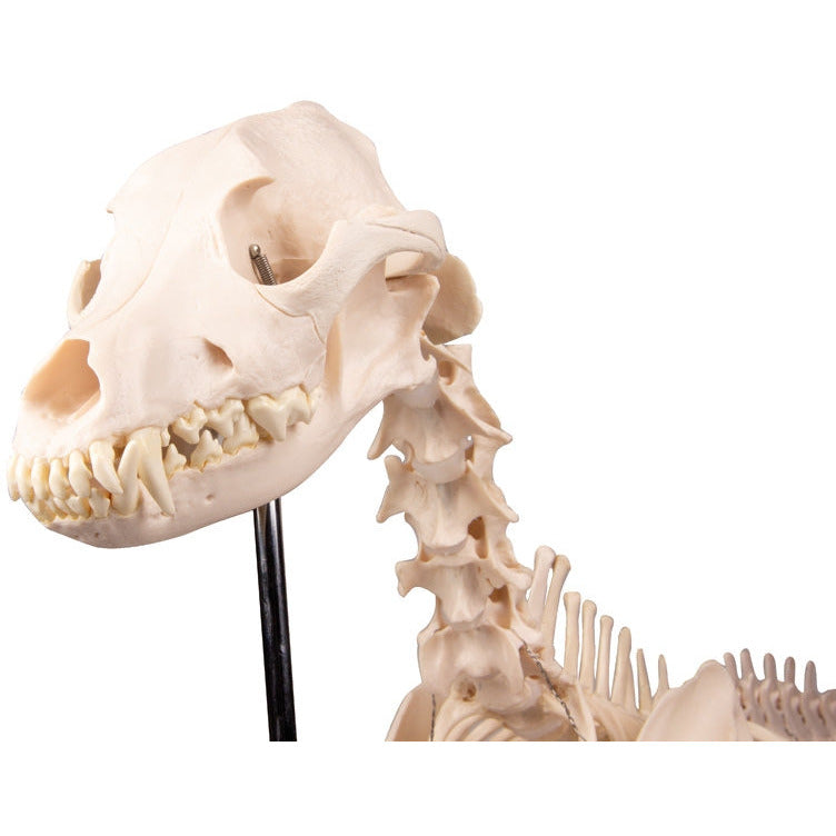 Dog Skeleton life size - Erler Zimmer