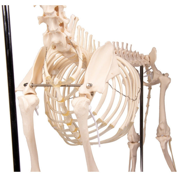 Dog Skeleton life size - Erler Zimmer
