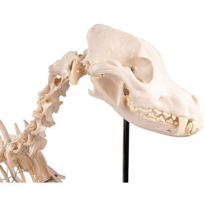 Dog Skeleton life size - Erler Zimmer