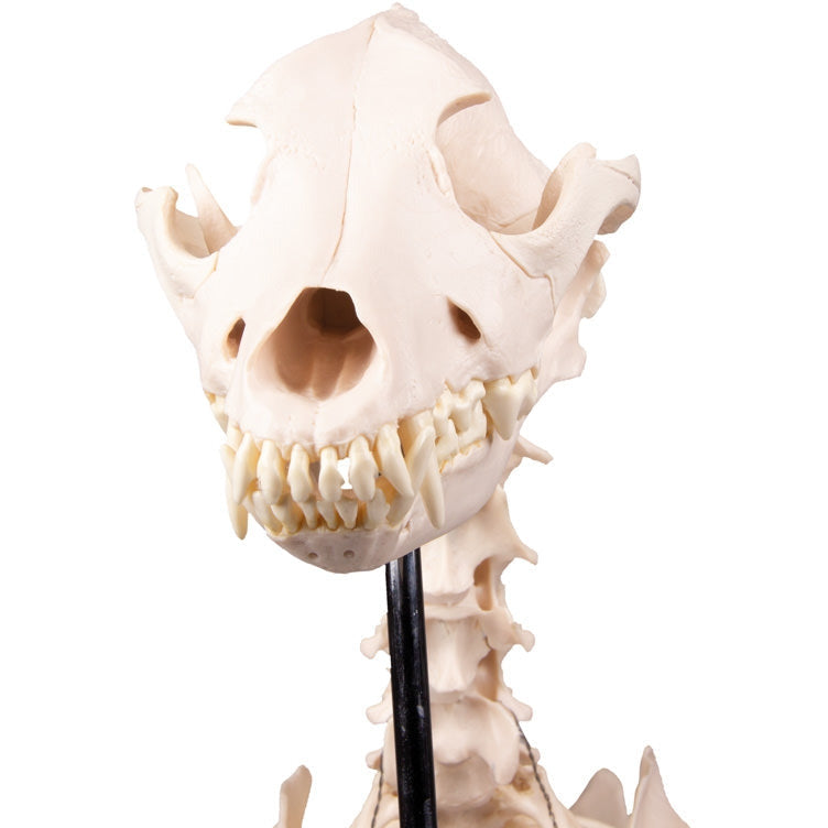 Dog Skeleton life size - Erler Zimmer
