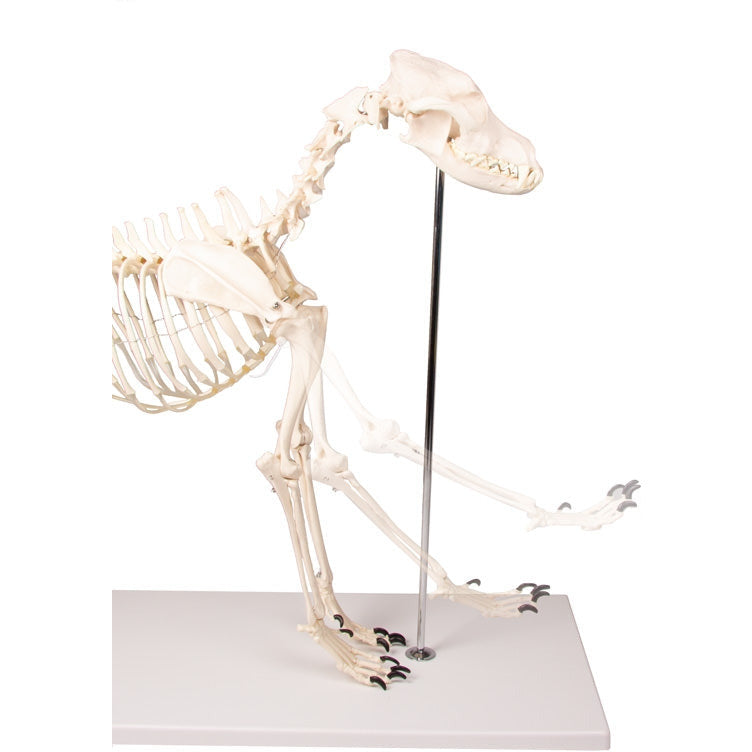 Dog Skeleton life size