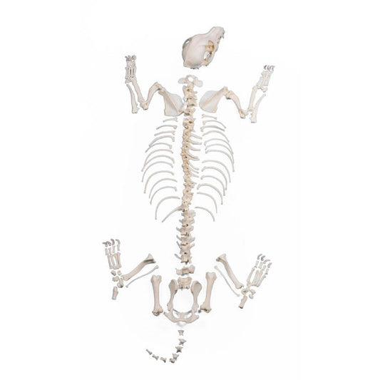 Dog Skeleton uassembled middle size - Erler Zimmer