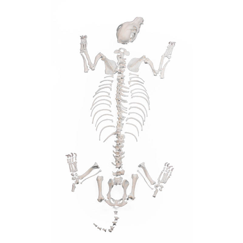 Dog Skeleton unassembled, big size - Erler Zimmer