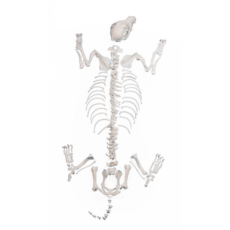 Dog Skeleton Unassembled small size