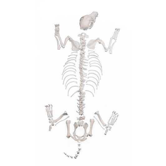 Dog Skeleton Unassembled small size - Erler Zimmer