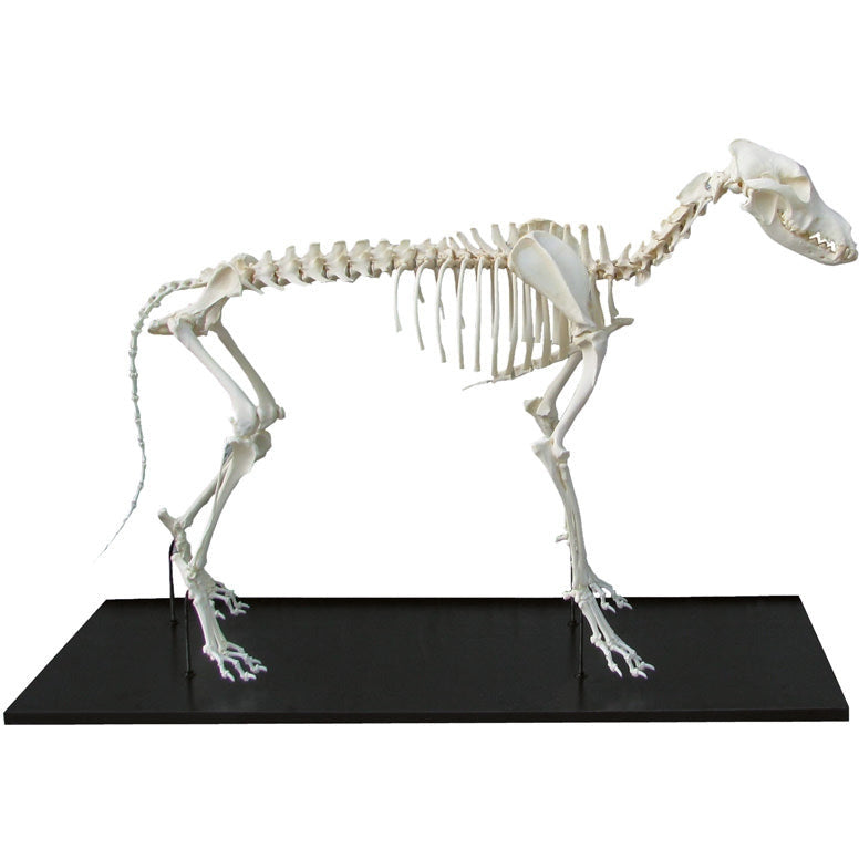 Dog Skeleton assembled small size