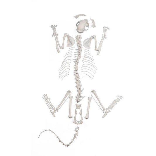 Cat Skeleton Unassembled - Erler Zimmer