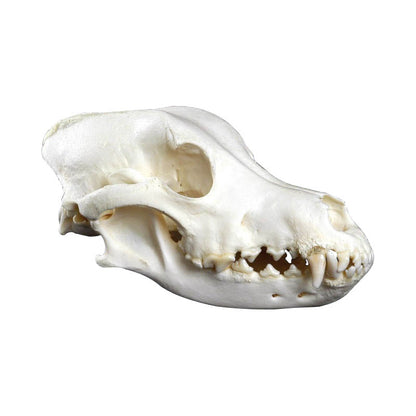 Dog Skull, Big size