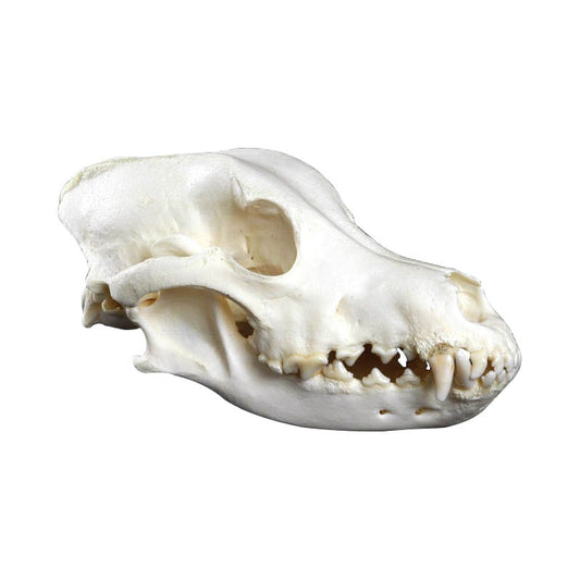 Dog Skull, Big size - Erler Zimmer