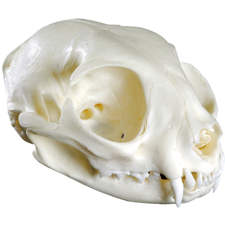 Cat Skull - Erler Zimmer
