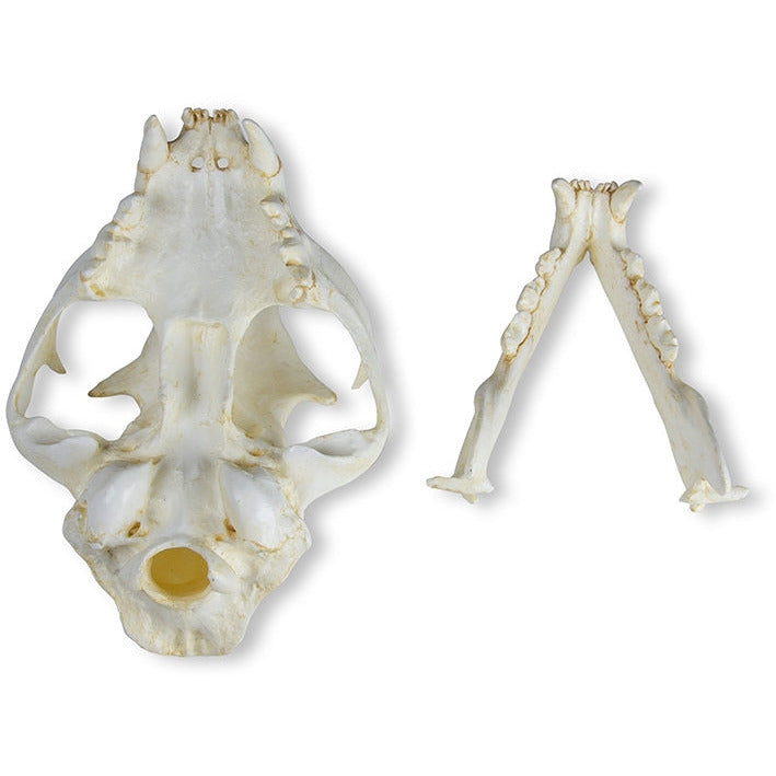 Cat Skull - Erler Zimmer