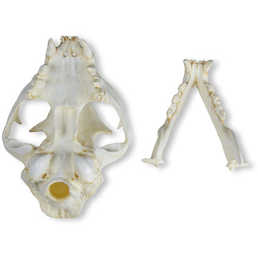 Cat Skull - Erler Zimmer