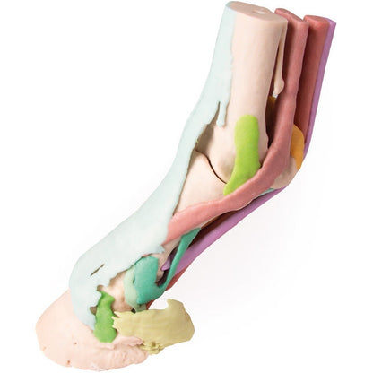 Foot of a Horse - Model 1 - Erler Zimmer