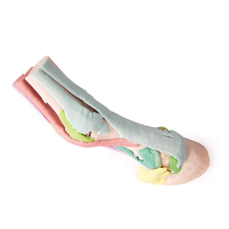 Foot of a Horse - Model 1 - Erler Zimmer